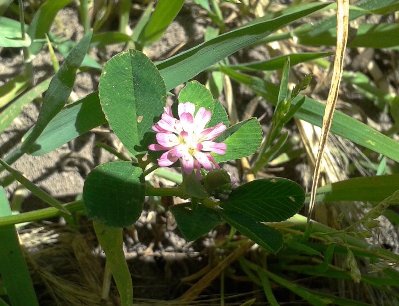 Trifolium resupinatum